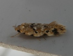 Opsitycha squalidella