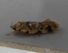 Opsitycha squalidella