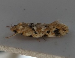 Opsitycha squalidella