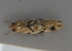 Opsitycha squalidella