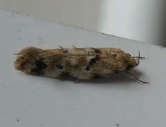 Opsitycha squalidella