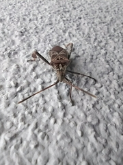 Leptoglossus occidentalis