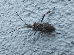 Leptoglossus occidentalis