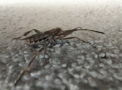 Leptoglossus occidentalis