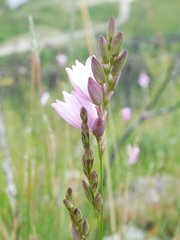 Ixia flexuosa