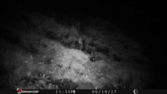 Mephitis macroura milleri