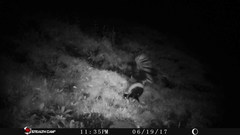 Mephitis macroura milleri