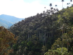 Ceroxylon quindiuense