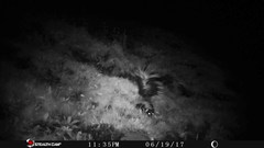 Mephitis macroura milleri