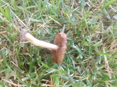 Fungi