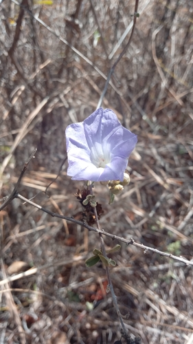 Bonamia spectabilis image