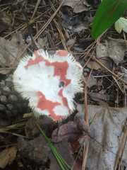 Fungi