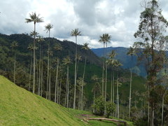 Ceroxylon quindiuense