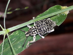 Cydianerus latruncularius