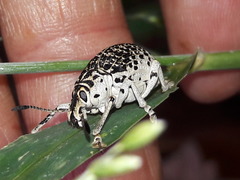 Cydianerus latruncularius