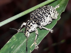 Cydianerus latruncularius