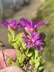 Drosanthemum candens