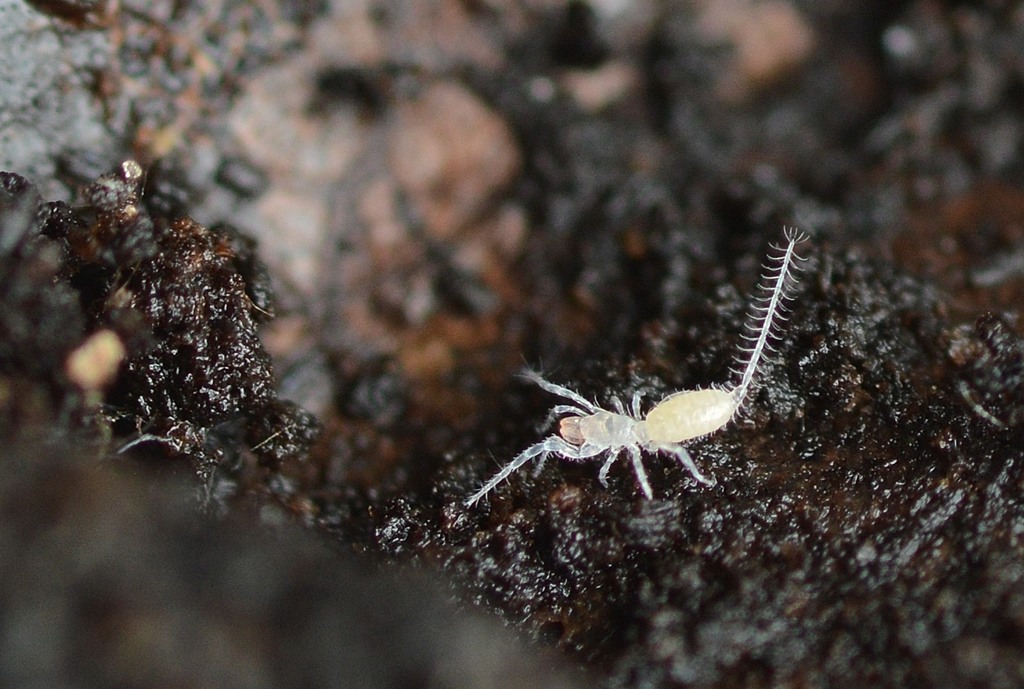 Micro Whipscorpions