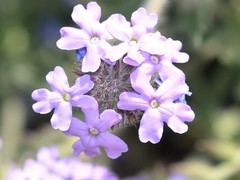 Glandularia latilobata