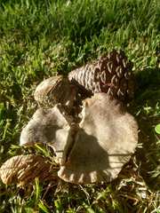 Fungi