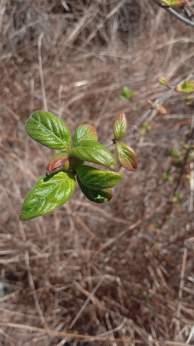 Paracarphalea pervilleana