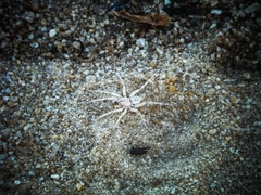 Allocosa brasiliensis