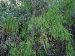 Lepidothamnus intermedius