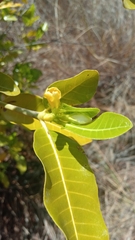 Image of Gardenia sambiranensis