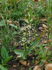 Wurmbea spicata