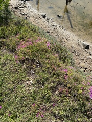 Drosanthemum candens