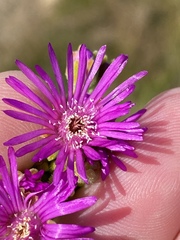 Drosanthemum candens
