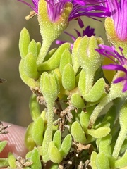 Drosanthemum candens