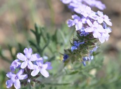 Glandularia latilobata