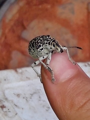 Cydianerus latruncularius