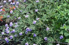 Glandularia latilobata
