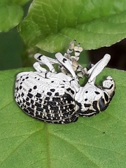 Cydianerus latruncularius