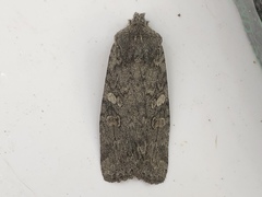 Lithophane laticinerea