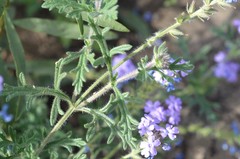 Glandularia latilobata