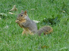 Sciurus niger