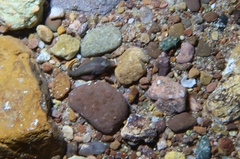 Lepadogaster lepadogaster