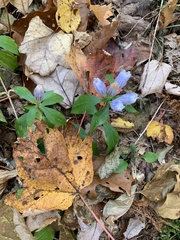 Gentianeae