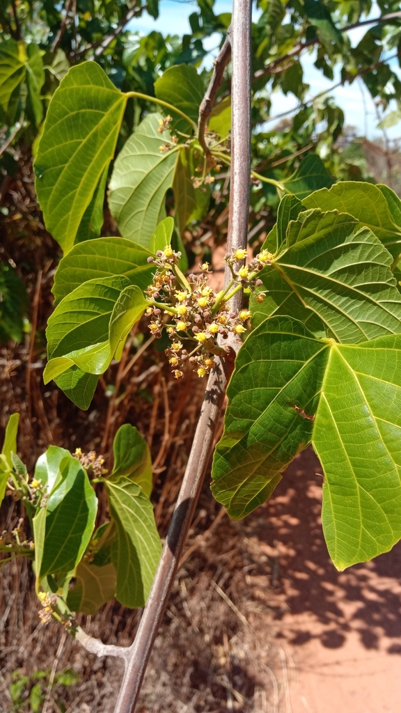 Byttneria voulily