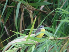 Myiozetetes cayanensis