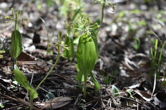 Malaxis brachyrrhynchos