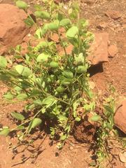 Acleisanthes