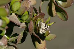 Tatochila autodice blanchardii