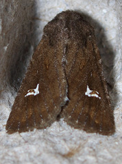 Tricholita fistula