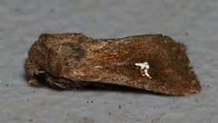 Tricholita fistula