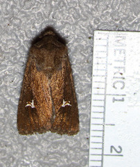 Tricholita fistula