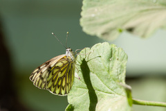 Tatochila autodice blanchardii